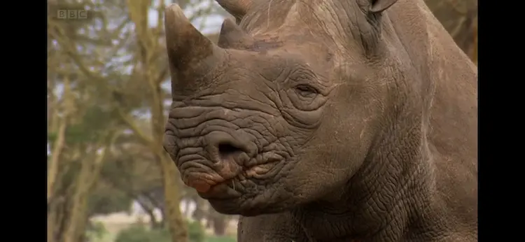 Eastern black rhinoceros (Diceros bicornis michaeli) as shown in Africa - The Future